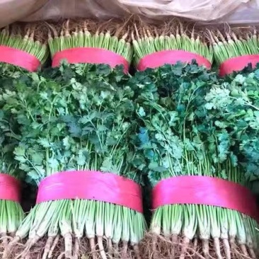 精品香菜正在上市，陆地香菜没有任何农药，无添加，