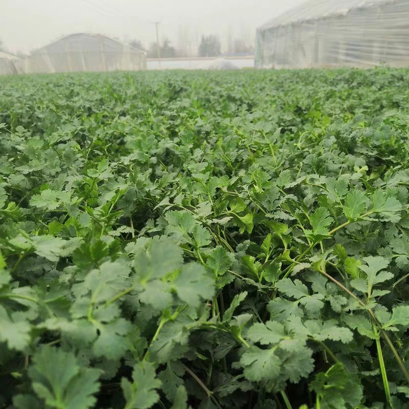 精品香菜正在上市，陆地香菜没有任何农药，无添加，