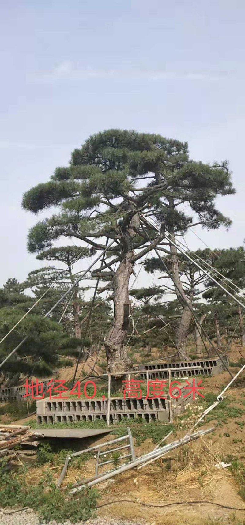 造型黑松造型油松造型松泰山松黑松盆景