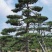 造型黑松造型油松造型松泰山松黑松盆景