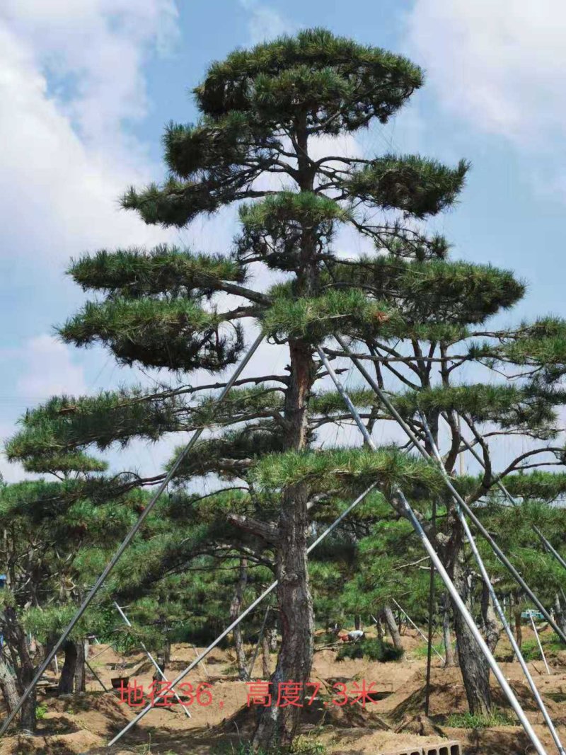 造型黑松造型油松造型松泰山松黑松盆景