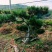 黑松盆景造型黑松造型油松造型松树平顶松