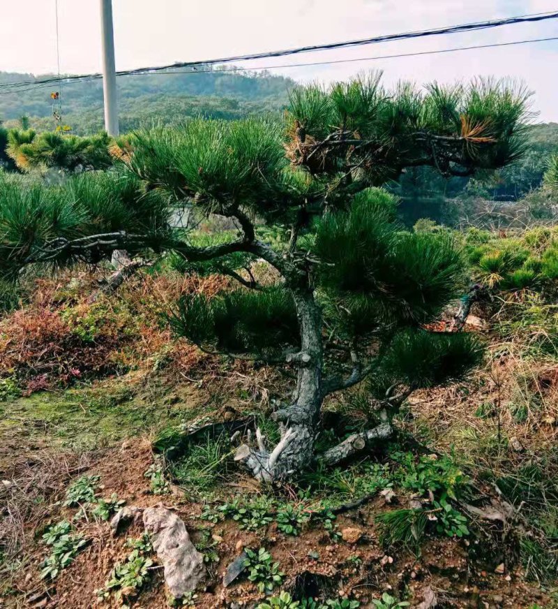 黑松盆景造型黑松造型油松造型松树平顶松