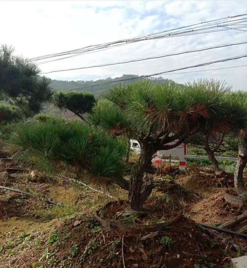 黑松盆景造型黑松造型油松造型松树平顶松