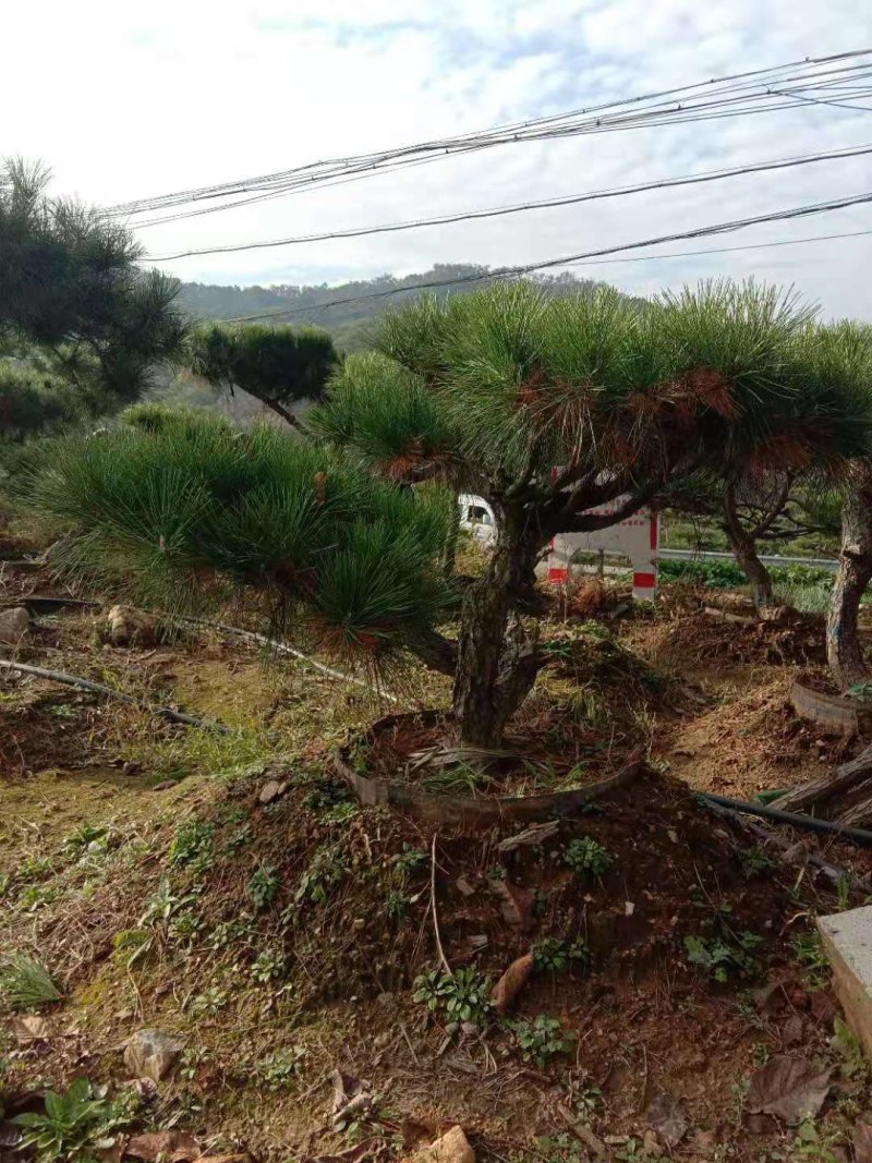 黑松盆景造型黑松造型油松造型松树平顶松
