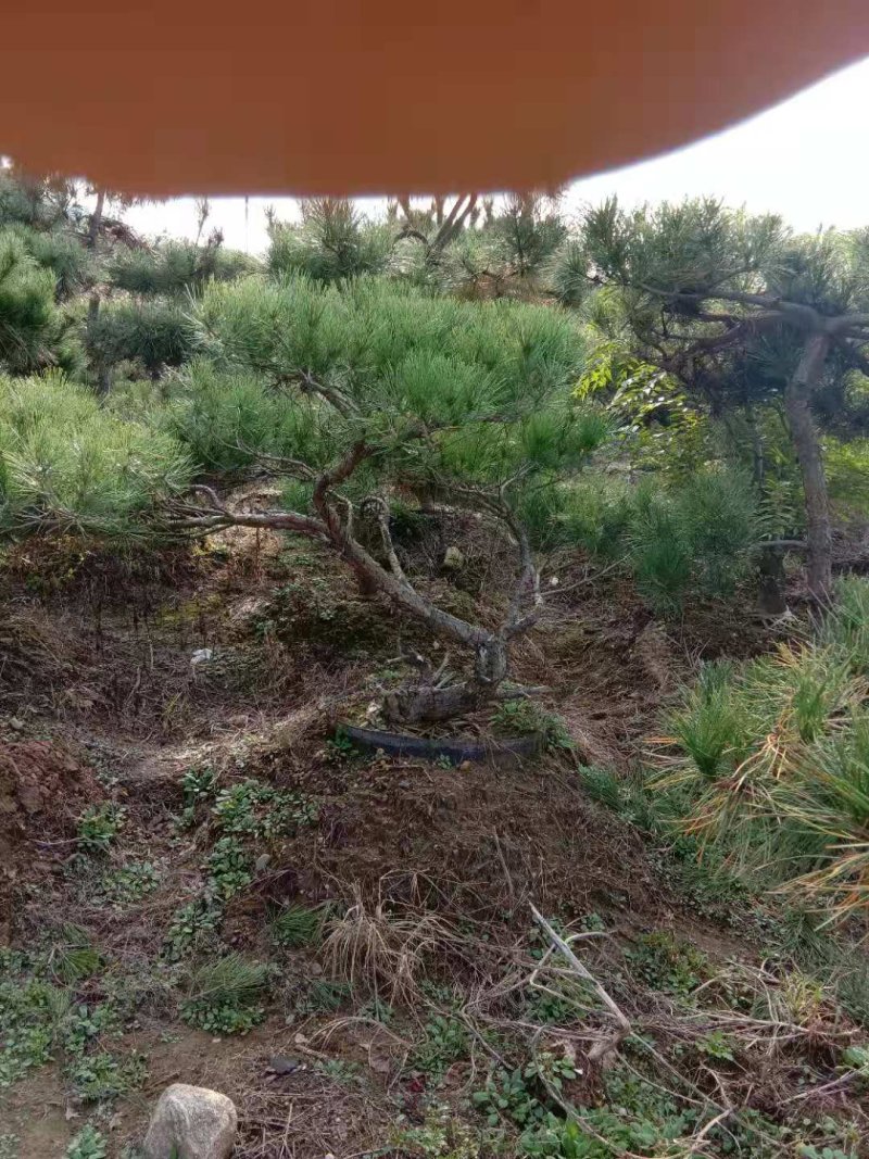 黑松盆景造型黑松造型油松造型松树平顶松