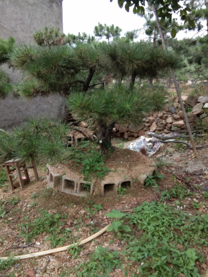 黑松盆景造型黑松造型油松造型松树平顶松