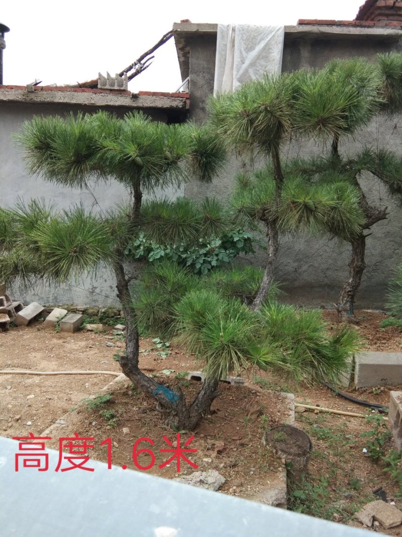 黑松盆景造型黑松造型油松造型松树平顶松