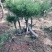 黑松盆景造型黑松造型油松造型松树平顶松
