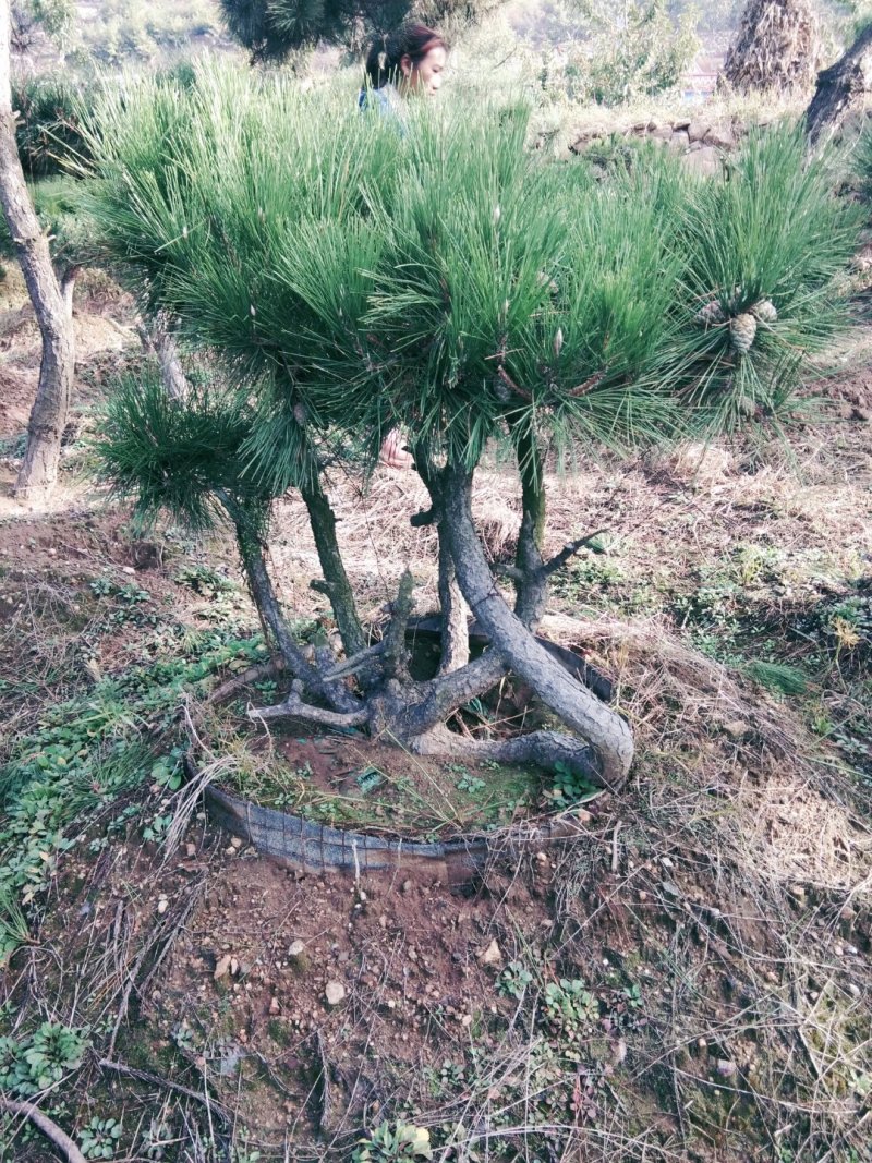 黑松盆景造型黑松造型油松造型松树平顶松