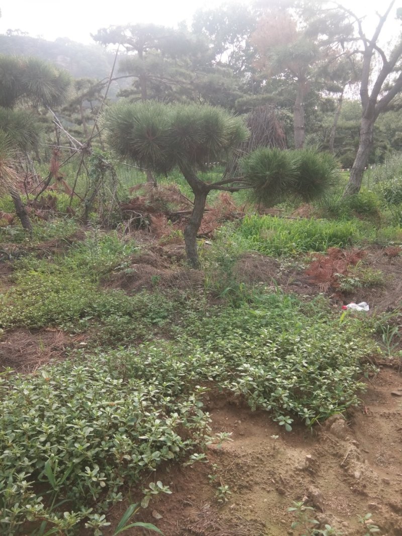 黑松盆景造型黑松造型油松造型松树平顶松
