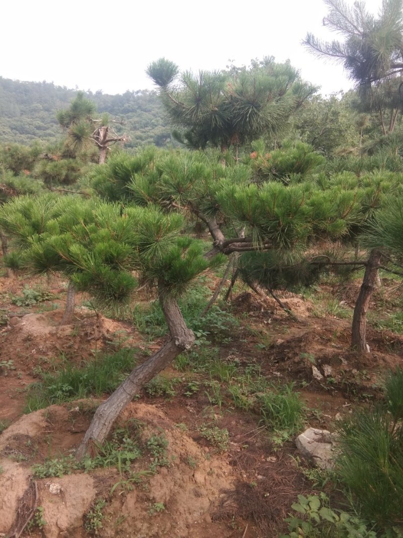 黑松盆景造型黑松造型油松造型松树平顶松