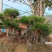 黑松盆景造型黑松造型油松造型松树平顶松