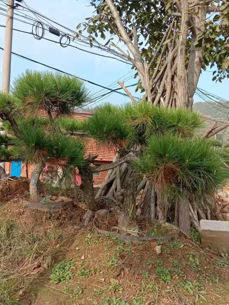 黑松盆景造型黑松造型油松造型松树平顶松