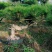 黑松盆景造型黑松造型油松造型松树平顶松