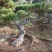 黑松盆景造型黑松造型油松造型松树平顶松