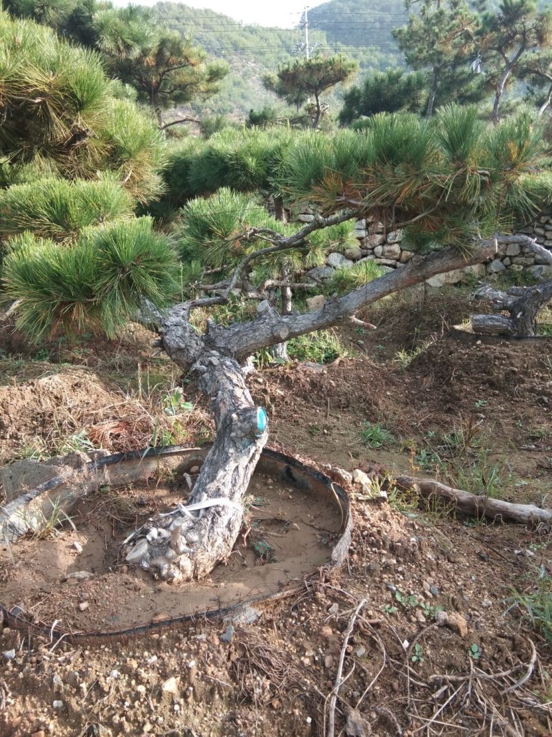 黑松盆景造型黑松造型油松造型松树平顶松