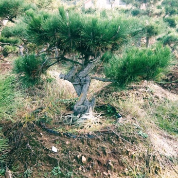 黑松盆景造型黑松造型油松造型松树平顶松