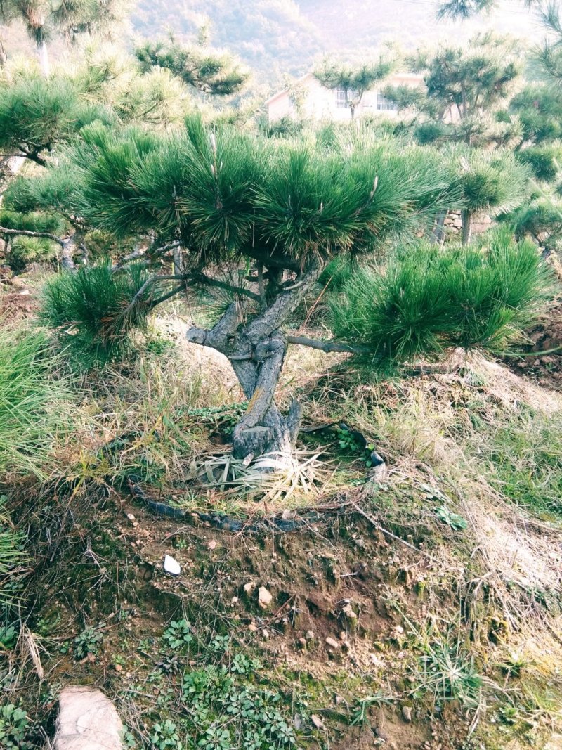 黑松盆景造型黑松造型油松造型松树平顶松