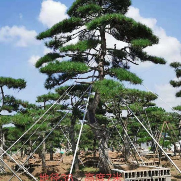 造型黑松，造型油松，景观松，泰山松，黑松盆景