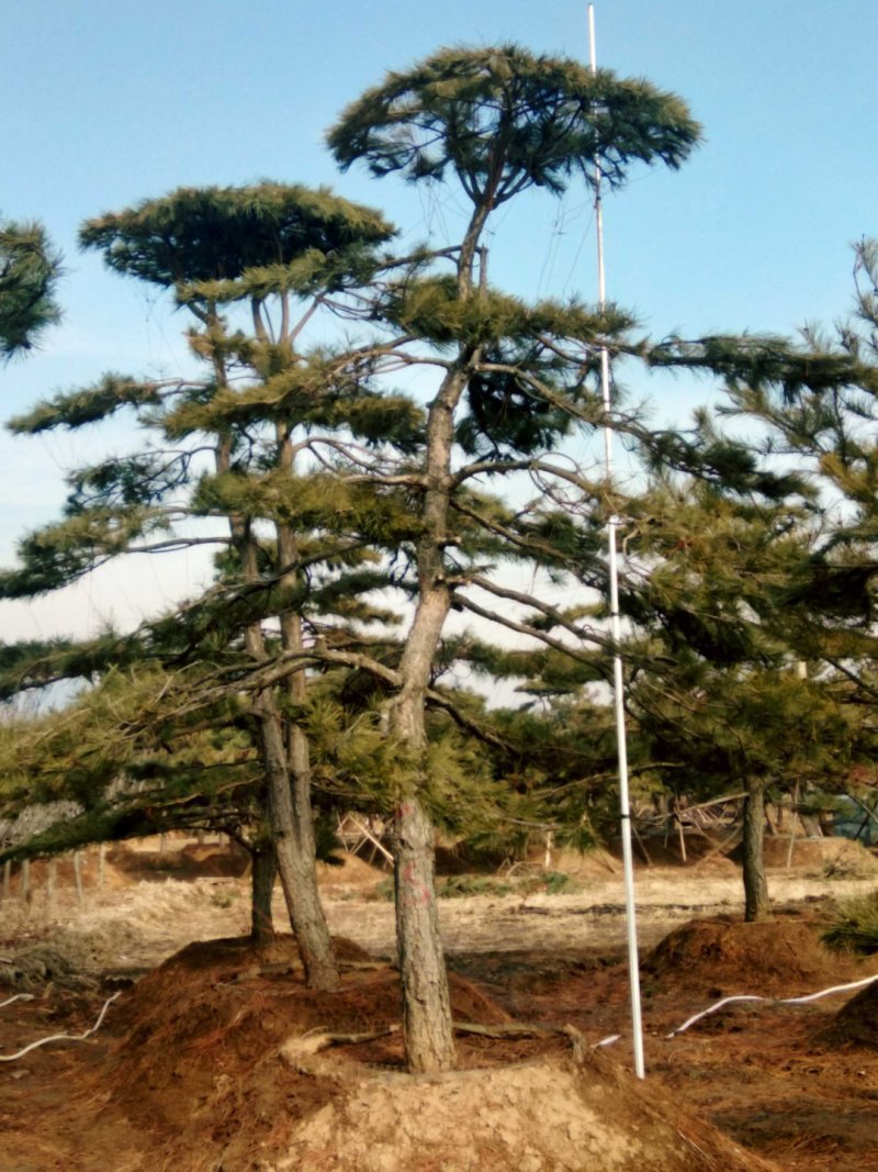 造型黑松，造型油松，景观松，泰山松，黑松盆景
