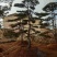 造型黑松，造型油松，景观松，泰山松，黑松盆景