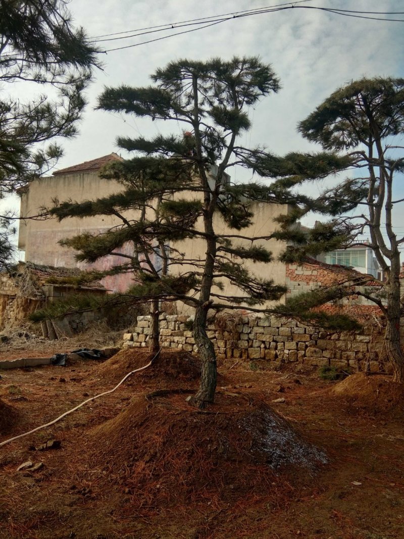 造型黑松，造型油松，景观松，泰山松，黑松盆景