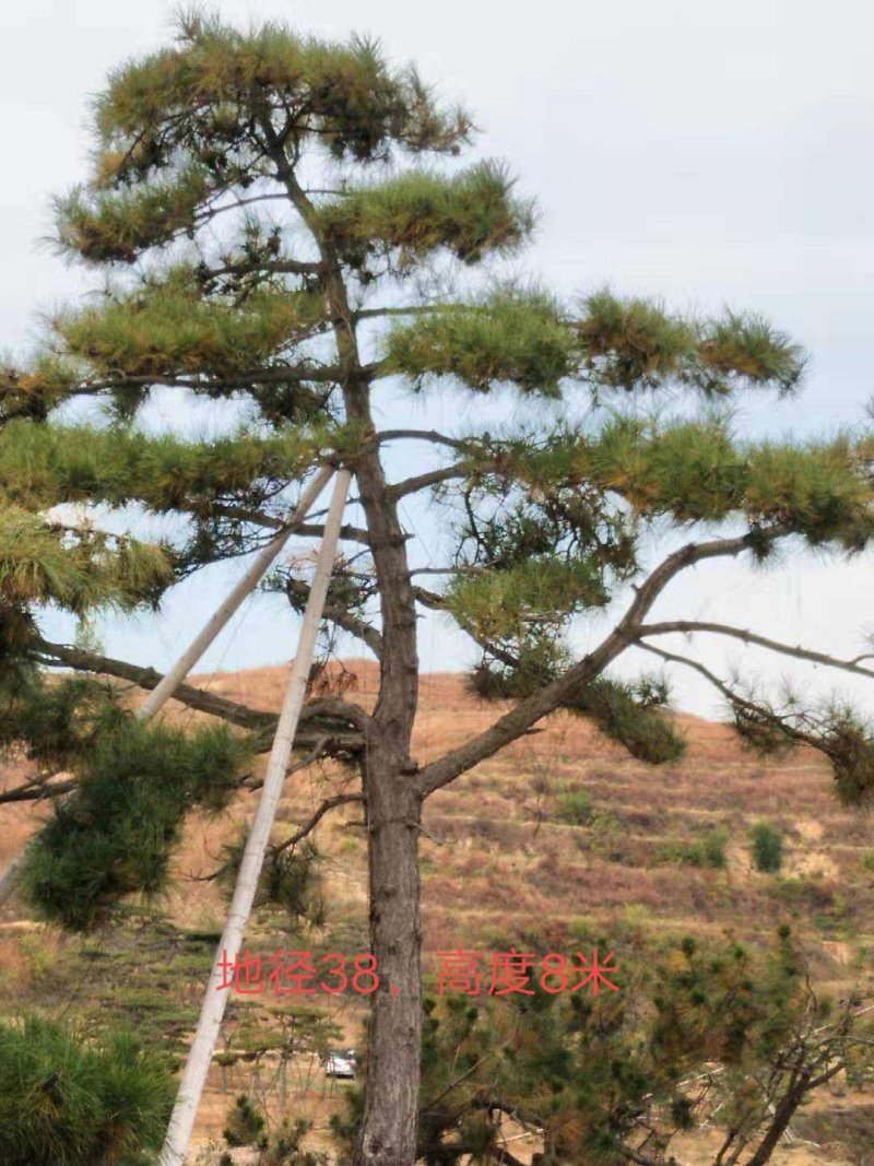 造型黑松，造型油松，景观松，泰山松，黑松盆景