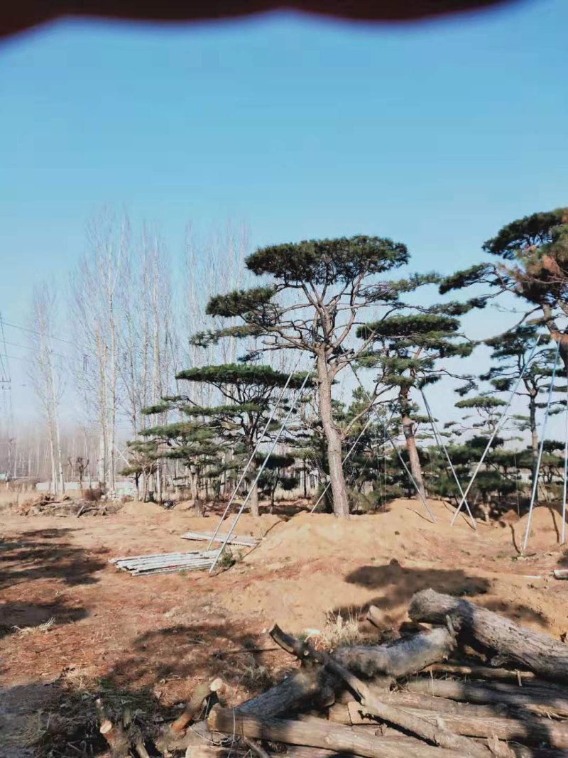造型黑松，造型油松，景观松，泰山松，黑松盆景