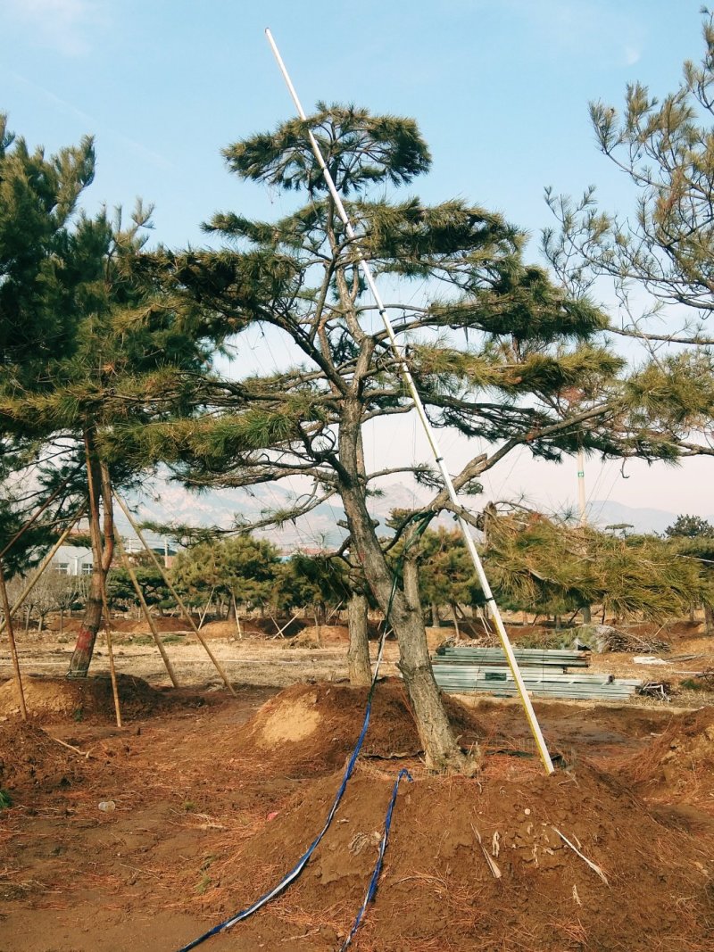 造型黑松，造型油松，景观松，泰山松，黑松盆景