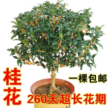 四季桂花树苗盆栽庭院浓香型室内外嫁接金桂丹桂沉香桂开花