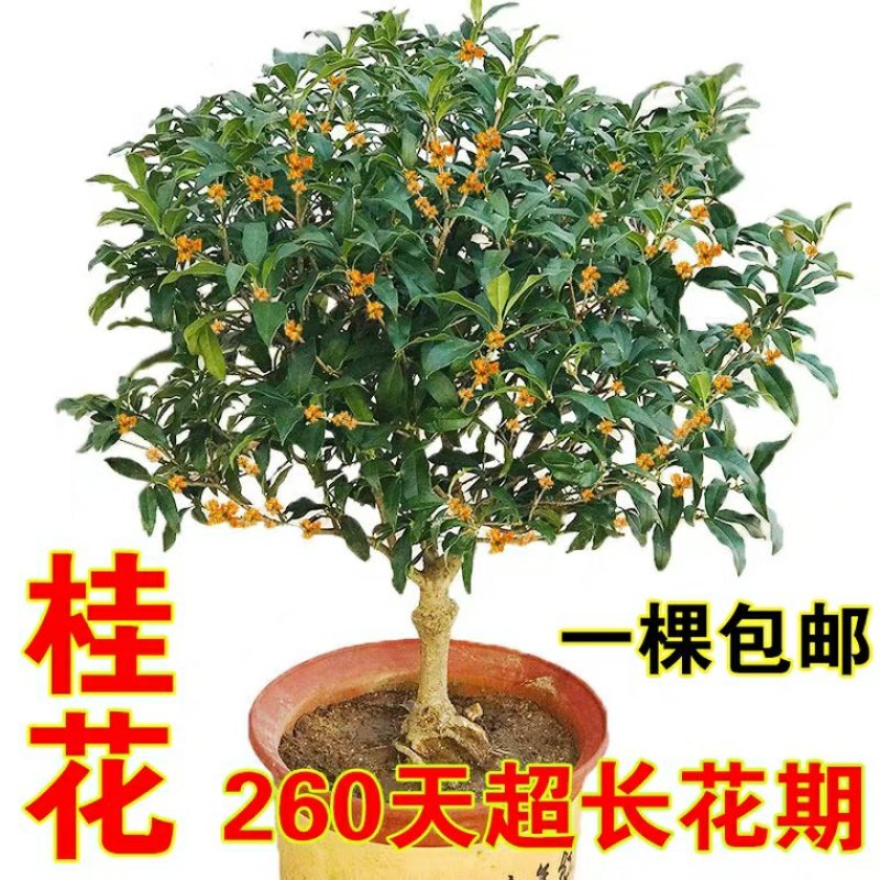 四季桂花树苗盆栽庭院浓香型室内外嫁接金桂丹桂沉香桂开花