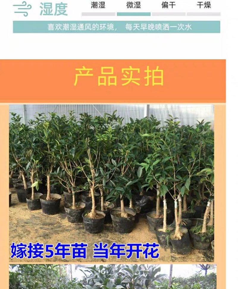 四季桂花树苗盆栽庭院浓香型室内外嫁接金桂丹桂沉香桂开花