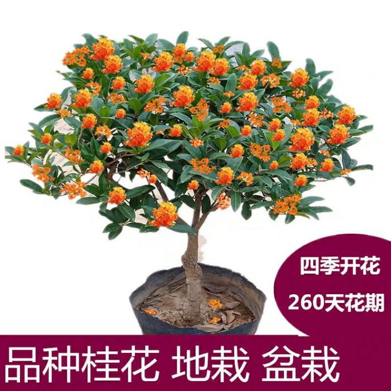 四季桂花树苗盆栽庭院浓香型室内外嫁接金桂丹桂沉香桂开花