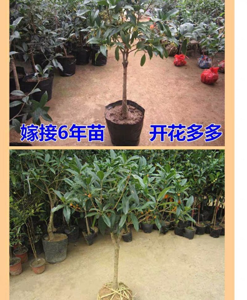 四季桂花树苗盆栽庭院浓香型室内外嫁接金桂丹桂沉香桂开花