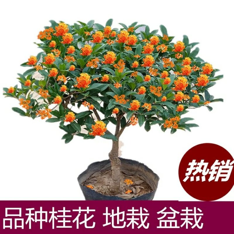 四季桂花树苗盆栽庭院浓香型室内外嫁接金桂丹桂沉香桂开花