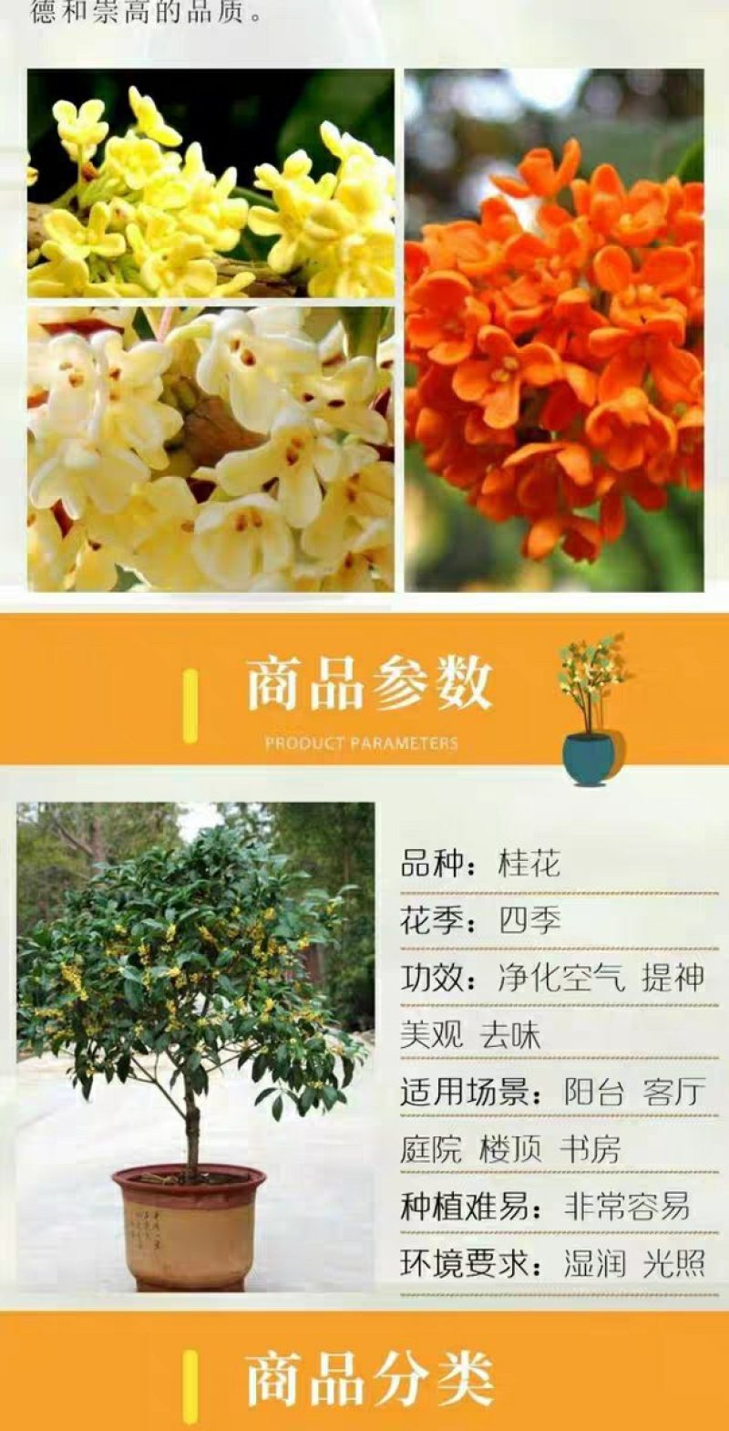 四季桂花树苗盆栽庭院浓香型室内外嫁接金桂丹桂沉香桂开花