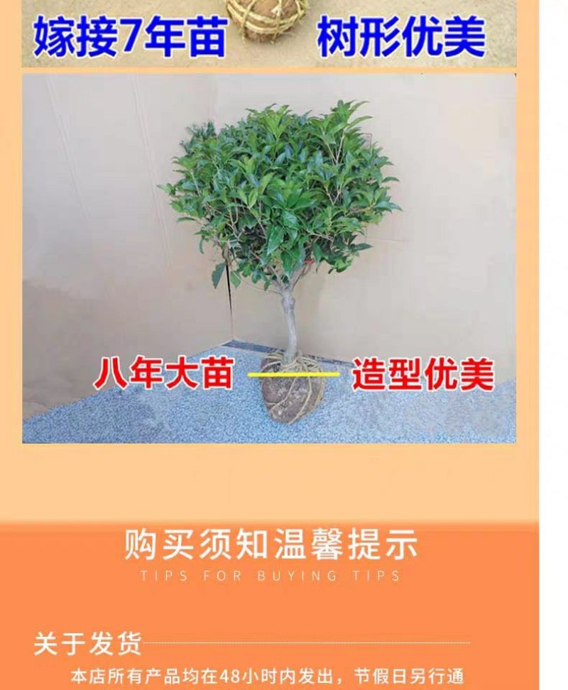四季桂花树苗盆栽庭院浓香型室内外嫁接金桂丹桂沉香桂开花