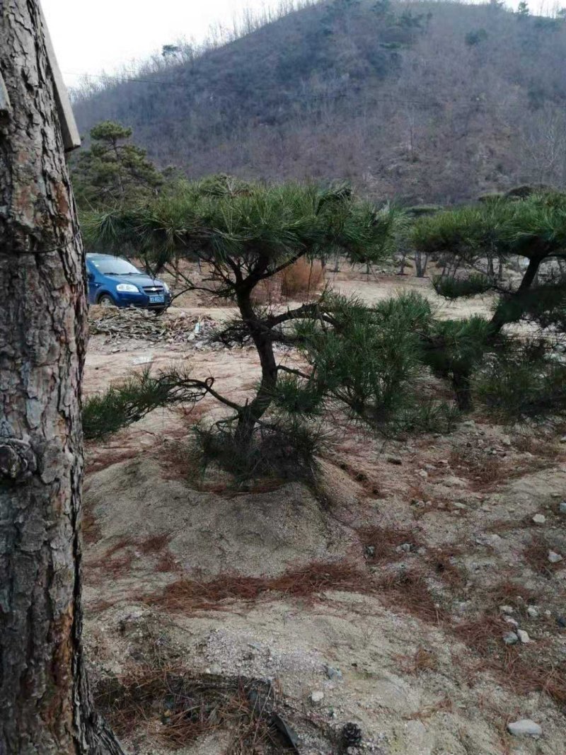 造型黑松造型油松黑松油松景观松造型松树