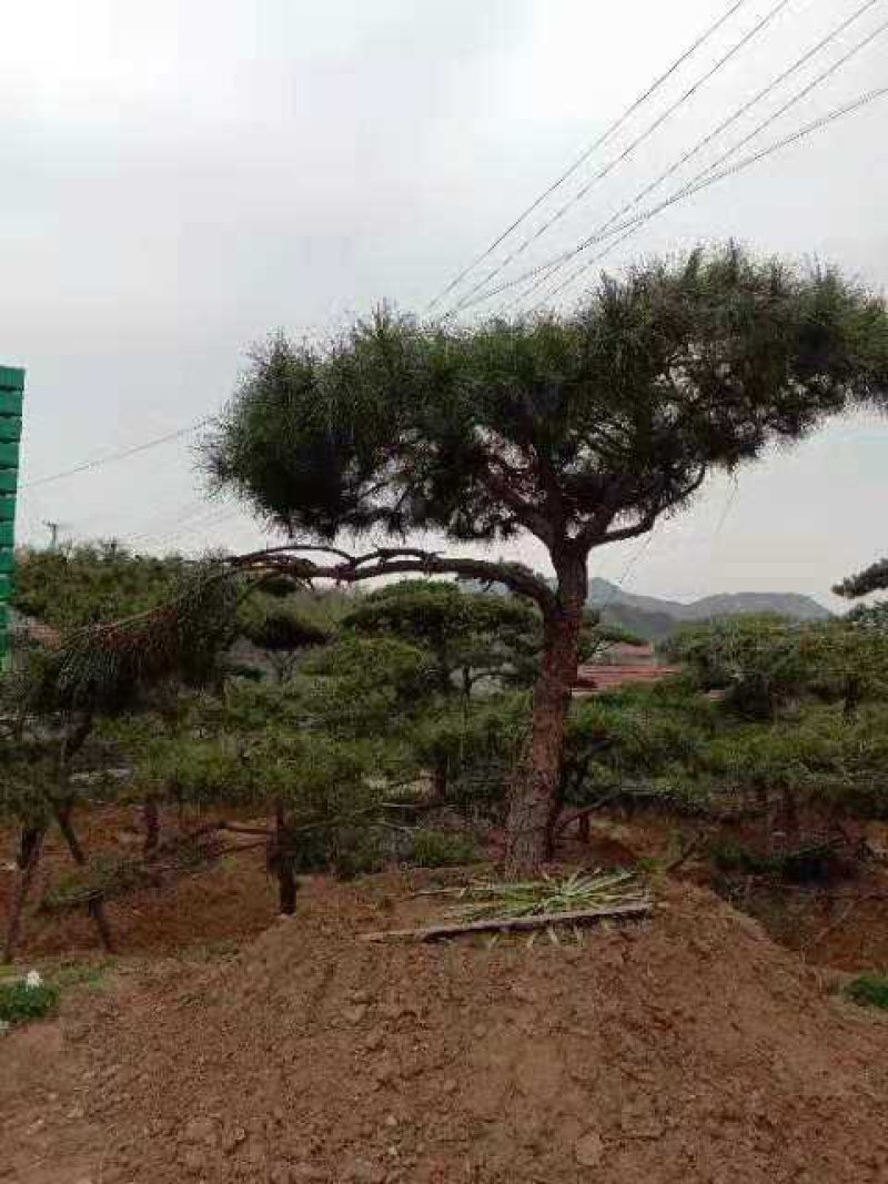 造型黑松造型油松黑松油松景观松造型松树