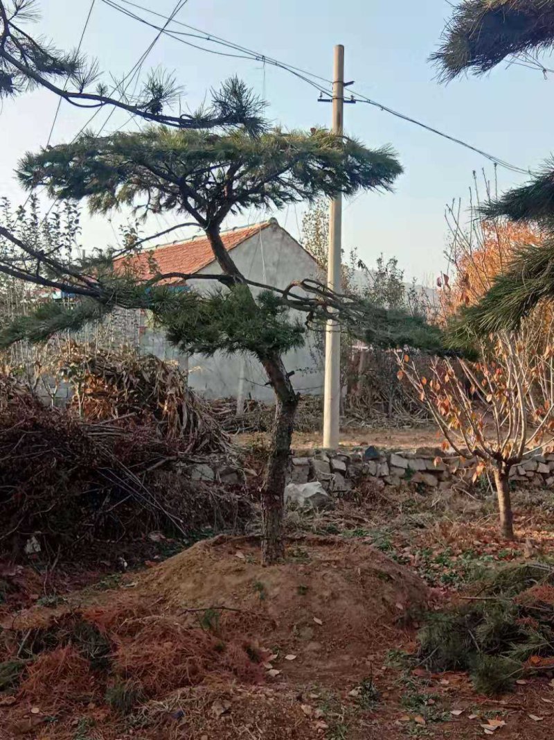 造型黑松造型油松黑松油松景观松造型松树