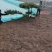 造型黑松造型油松黑松油松景观松造型松树