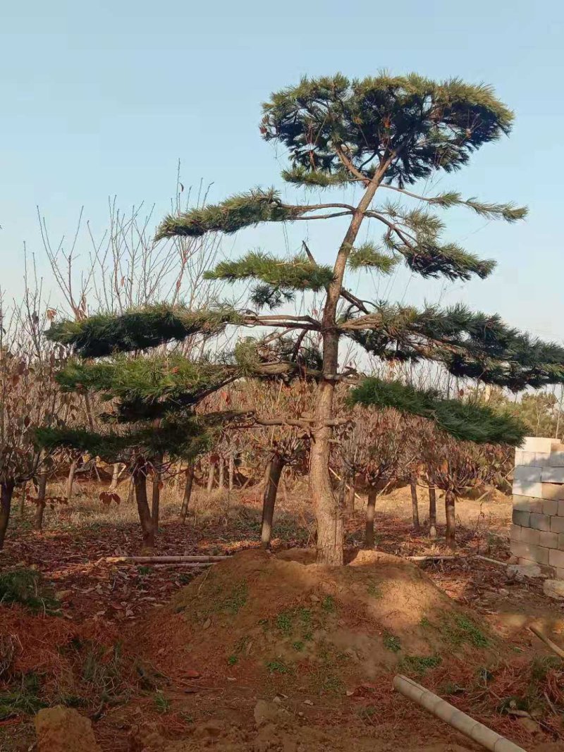 造型黑松造型油松黑松油松景观松造型松树