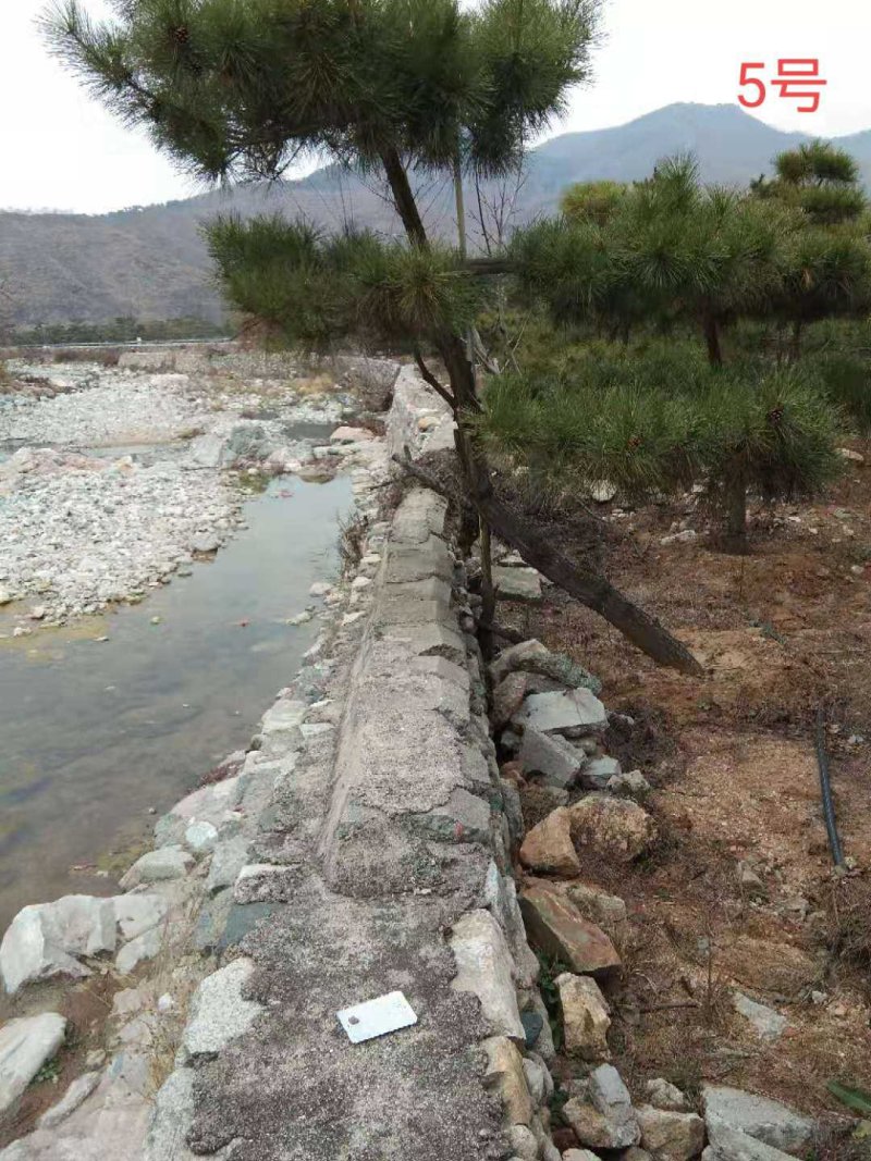 造型黑松造型油松黑松油松景观松造型松树