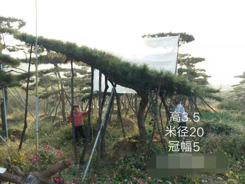 造型黑松造型油松黑松油松景观松造型松树