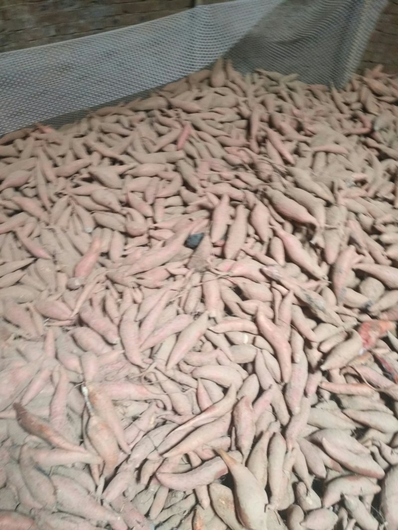 大量出售各种种薯，品种有龙薯九，济薯26，烟薯25，