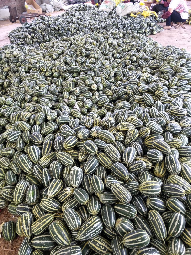 【万亩博洋甜瓜】博洋9博洋61新品上市现摘现发