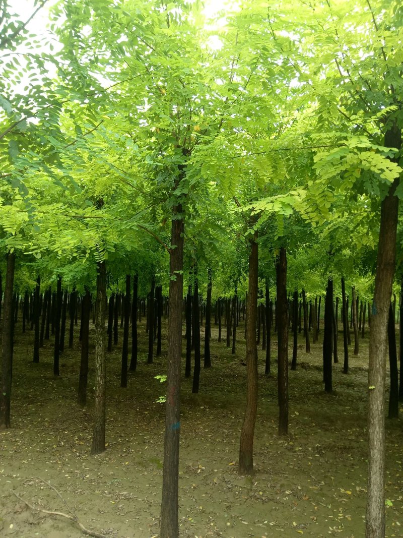 低价出售自家苗圃8-9-10公分二次平冒。