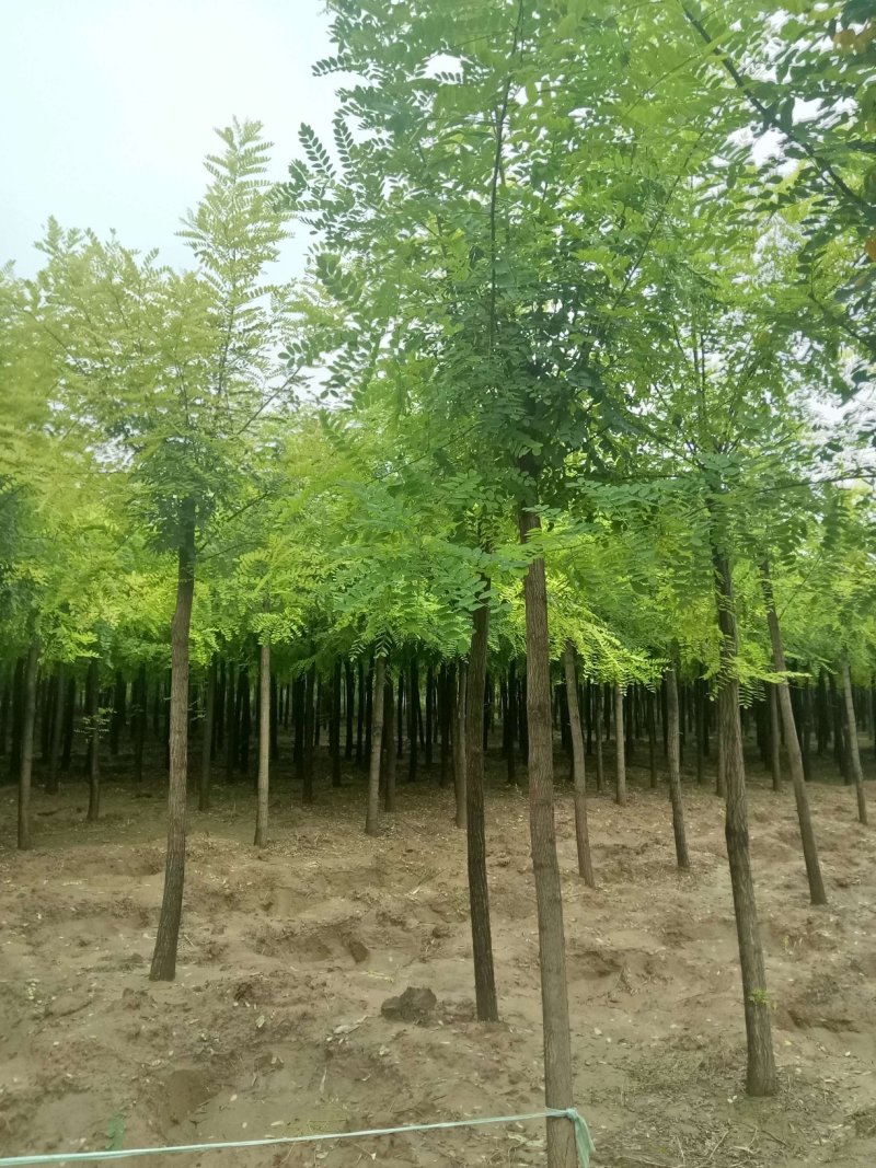 低价出售自家苗圃8-9-10公分二次平冒。