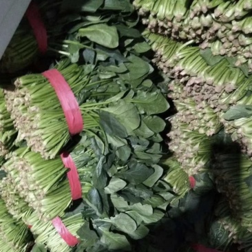 万亩菠菜26-30公分，实力代收请放心选择量大从优